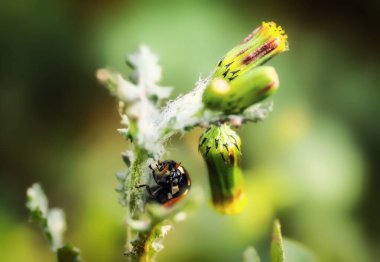 Red ladybug (lat. Coccinellidae) on a dandelion flower.