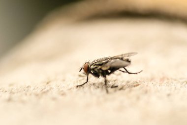 Doğal ortamında beton bir yüzey üzerinde bir sinek..