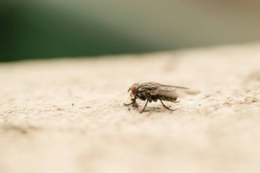Doğal ortamında beton bir yüzey üzerinde bir sinek..
