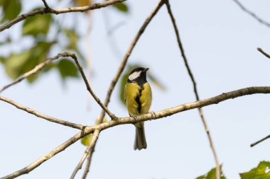 Blue Tit sitting on the branch of a hawthorn tree in spring.