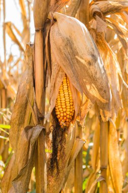 A ripe ear of corn on the stalk ripe for picking.