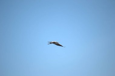 Bahar mevsiminde tek başına uçan beyaz leylek..