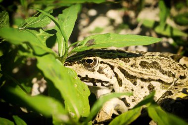 A frog photographed in its natural environment. A frog in its natural environment, camouflaged under a green leaf. .