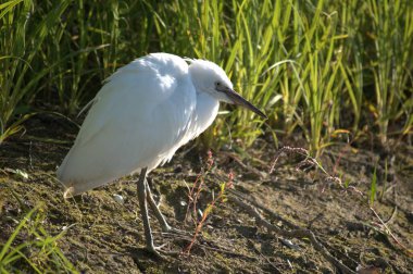 The White Heron stands by the water on the shore of the swamp.