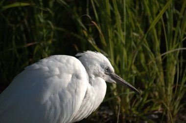 The White Heron stands by the water on the shore of the swamp.