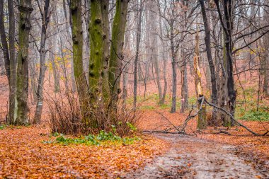 Fruska gora Ulusal Parkı Novi Sad yakınlarındaki siste, kışın.