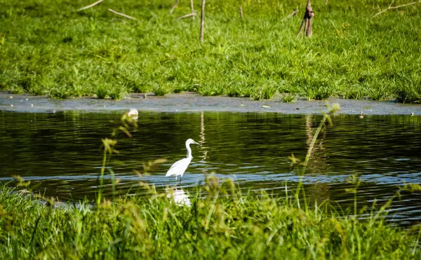 The White Heron stands by the water on the shore of the swamp.