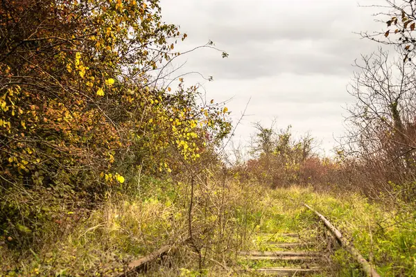 stock image View of the weedy neglected railway in the autumn period.