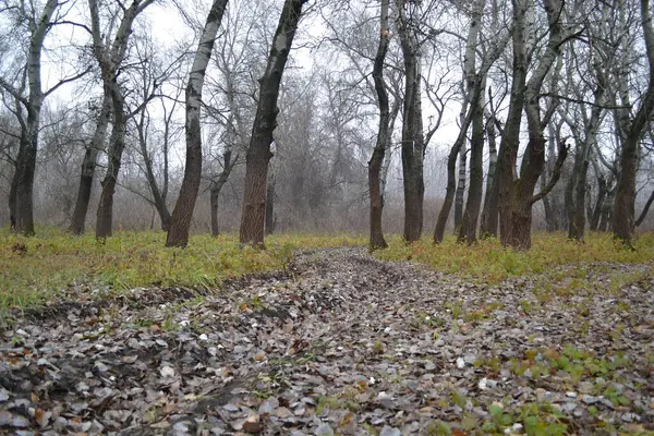 stock image Fruska gora National Park near Novi Sad through the fog, in the winter.