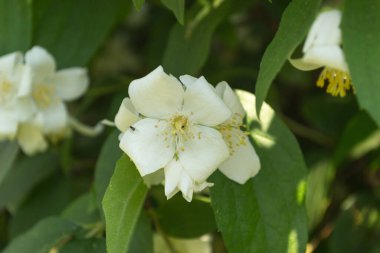 Beautiful blooming jasmine bush in the summer garden Fine ornamental plant