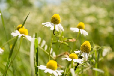 Blooming chamomile field. Beautiful nature scene with blooming medical chamomilles. Alternative medicine Spring Daisy.