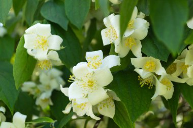 Beautiful blooming jasmine bush in the summer garden Fine ornamental plant
