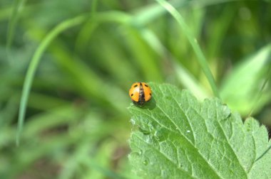 Üzerindeki yeşil yaprak sarı uğur böceği