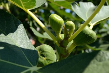 A large green fig fruit on a tree, basked in the afternoon sun.