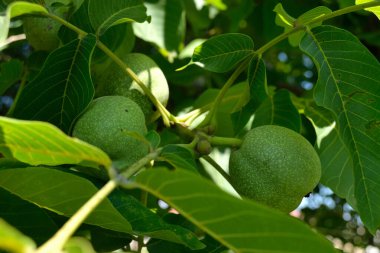 Green unripe walnuts hang on a branch. Green leaves and unripe walnut. Fruits of a walnut.