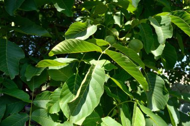 Green unripe walnuts hang on a branch. Green leaves and unripe walnut. Fruits of a walnut.