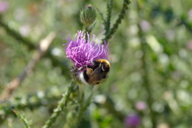 Bumblebee collecting pollen. A bumblebee collecting pollen from a pink thistle flower on a blurred background.