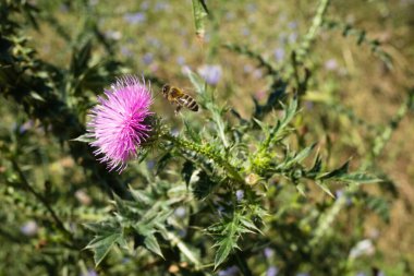 A bee collects nectar from a burdock flower. The pink flower of the prickly burdock is pollinated by a bee.