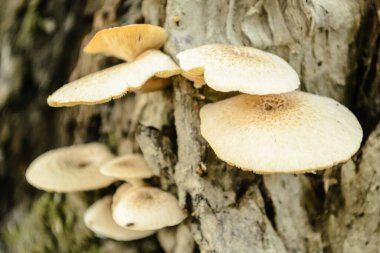 Ormandaki bir ağacın kabuğunda yabani mantarlar.