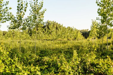 Sırbistan 'ın Novi Sad kenti yakınlarındaki Petrovaradin' de Tuna Nehri kıyısında genç bir kavak ağacı ormanı.