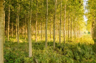 Sırbistan 'ın Novi Sad kenti yakınlarındaki Petrovaradin' de Tuna Nehri kıyısında genç bir kavak ağacı ormanı.