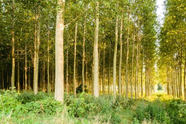Sırbistan 'ın Novi Sad kenti yakınlarındaki Petrovaradin' de Tuna Nehri kıyısında genç bir kavak ağacı ormanı.