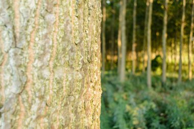 Sırbistan 'ın Novi Sad kenti yakınlarındaki Petrovaradin' de Tuna Nehri kıyısında genç bir kavak ağacı ormanı.