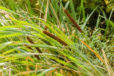 Typha angustifolia growing in the pond on summer sunny day.