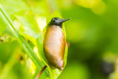 Bir orman salyangozu sürünen bir bitkinin yaprağında..