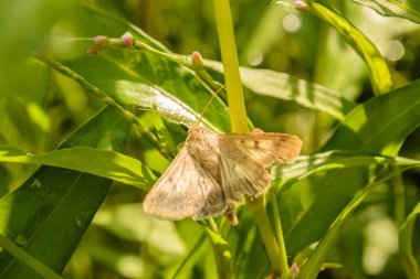 Bitkinin yeşil yaprağında açık kanatlı güve