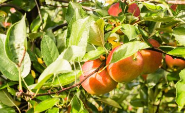 Ağacın üstünde sulu olgun elma meyvesi.