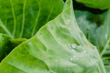 Özel bir bahçede organik olarak üretilen lahana yapraklarının üzerinde sabah çiği damlaları..