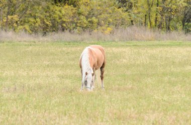 Sırbistan 'ın Novi Sad kenti yakınlarındaki bir açıklıkta günlük otlaklarda atlar.