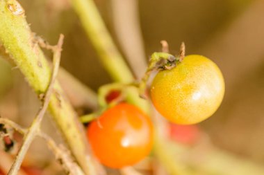 Yazın bahçede kiraz domatesi.