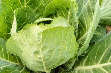 Genç sonbahar lahanaları, organik olarak üretilmiş, özel bir bahçenin yataklarında..