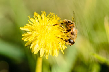 Arı, sarı karahindiba çiçeğinin nektarını toplar..
