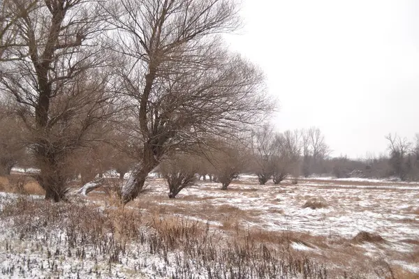 Stock image Panorama of the Danube tributary with winter cover in December.