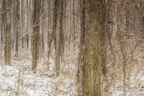 stock image Forest winter without snow