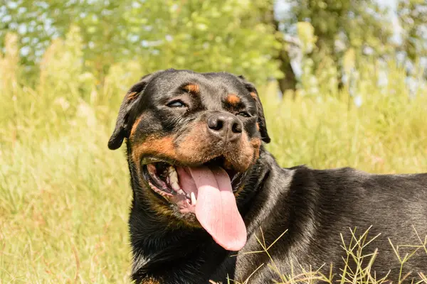 Rottweiler köpeğinin yakın plan portresi..