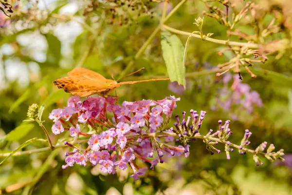 stock image Queen of Spain Fritillary butterfly (Issoria lathonia) on flower