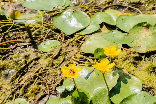 stock image Yellow Water Lilies in the water near the shore of the lake. Yellow Water Lilies in the water near the shore of the lake bathed in the afternoon sun.