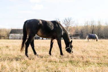 Sırbistan 'ın Novi Sad kenti yakınlarındaki bir açıklıkta günlük otlaklarda atlar.