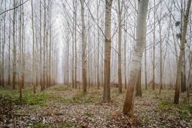 Kış mevsiminde kavak ağaçları. Yılın kışında orman sabah sisiyle kaplıydı..