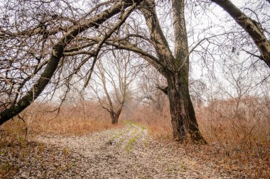 Kış mevsiminde kavak ağaçları. Yılın kışında orman sabah sisiyle kaplıydı..
