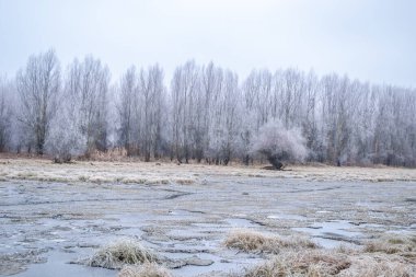 Novi Sad yakınlarındaki Tuna Nehri 'nin donmuş kollarının panoraması.