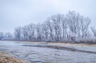 Novi Sad yakınlarındaki Tuna Nehri 'nin donmuş kollarının panoraması.