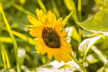 An unripe, green head of a bright flowering sunflower in a summer field. Cultivation of young sunflower. Natural sunflower background.