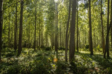 Green young forest illuminated by the sun along the Danube river in the summer period of the year.