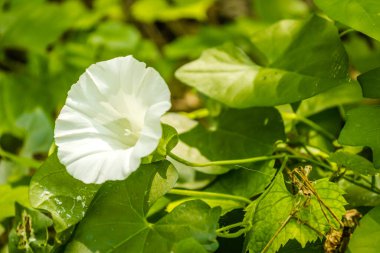 Datura bitkisinin güzel çan şeklinde beyaz çiçeği - Latince adı, Datura stramonyumu.