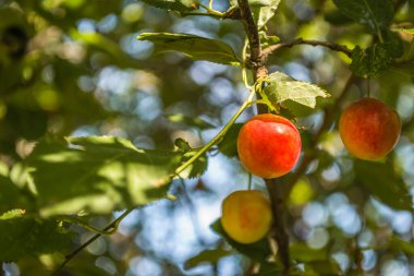 Ağaçların tepesinde olgun, yabani erikler, ağaçların dallarında yeşil yapraklarla kaplı yabani eriklerin meyveleri..